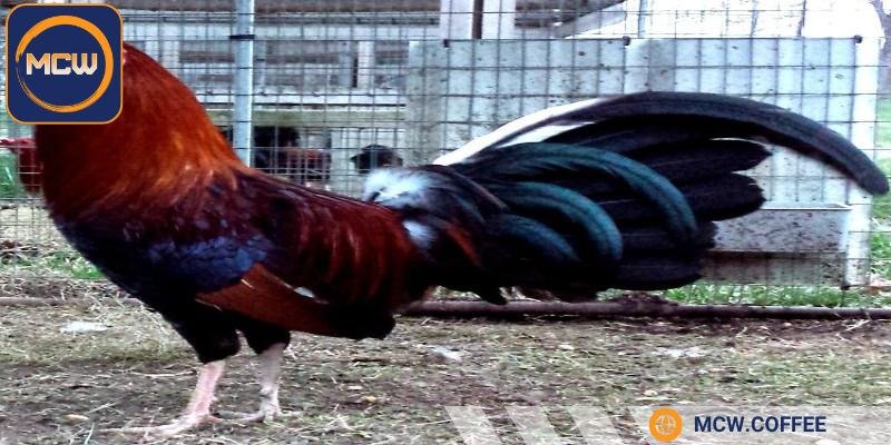 Người chơi cần quan tâm đến nguồn gốc của chiến kê