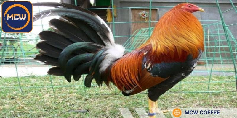 Lối đá đóng vai trò quan trọng trong việc phân biệt gà thường và chiến kê