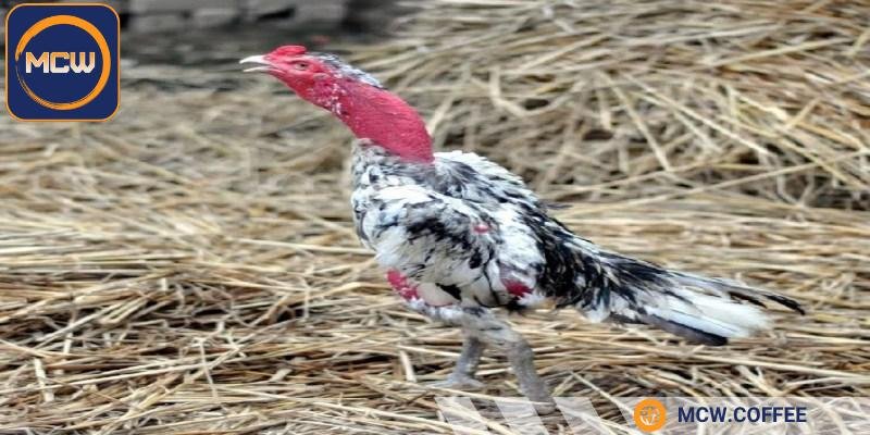 Tìm hiểu cách nhận biết gà đá hay qua đặc điểm ngoại hình