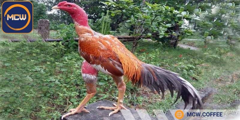 Một con gà đá giỏi phải có bản lĩnh chịu đòn