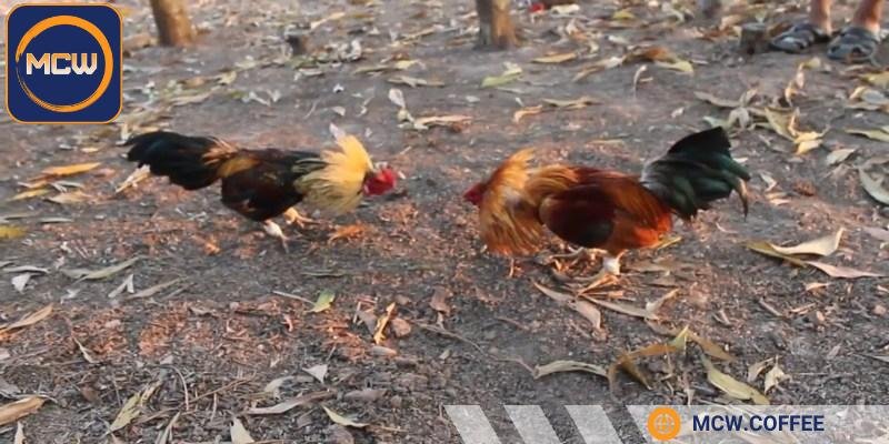Không chọn gà theo cảm tính, bỏ qua bước xổ thử