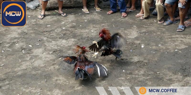 Nhận diện các dấu hiệu bất thường để biết trận đấu có bịp hay không