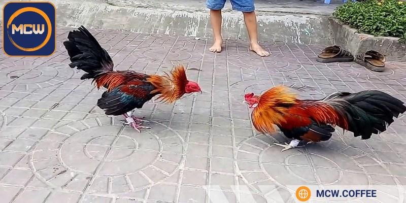 Đá gà bịp gây mất lòng tin vào nền tảng cá cược