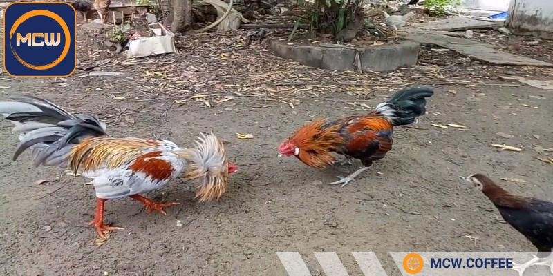 Người chơi cần hiểu rõ đá gà bịp là gì để tránh mất tiền oan