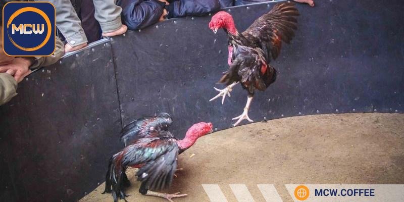 Gà An Nhơn nổi bật với khả năng chịu đòn vượt trội