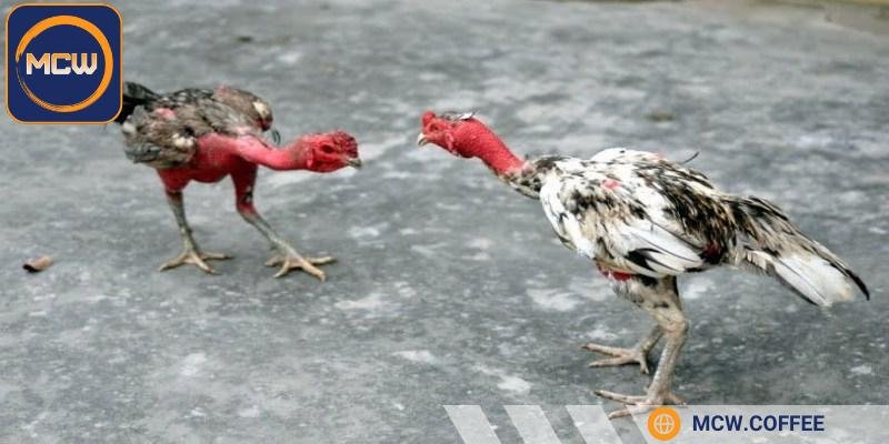 Giống gà này được giới chuyên chơi đánh giá cao