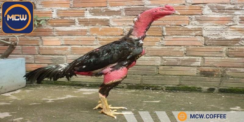 Chọn gà mắt sáng, nhanh nhẹn, linh hoạt khi thử vần