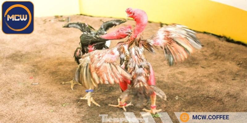 Tìm hiểu nguồn gốc của gà chọi Bình Định