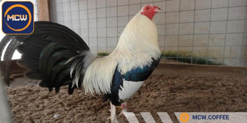 Ở các đấu trường, gà chuối lửa thể hiện rất tốt