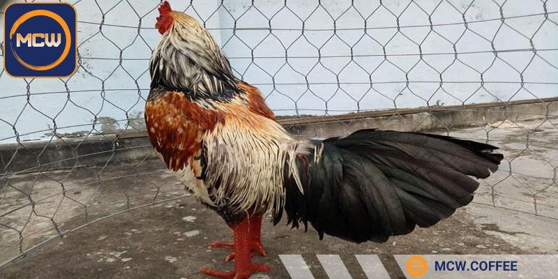 Tính khí đóng vai trò quan trọng trong việc quyết định gà chuối lửa đá hay không