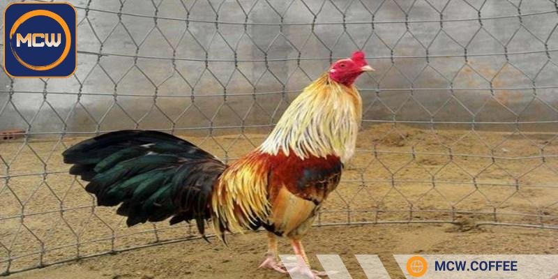 Tìm hiểu về giống gà chuối cho người mới tham gia