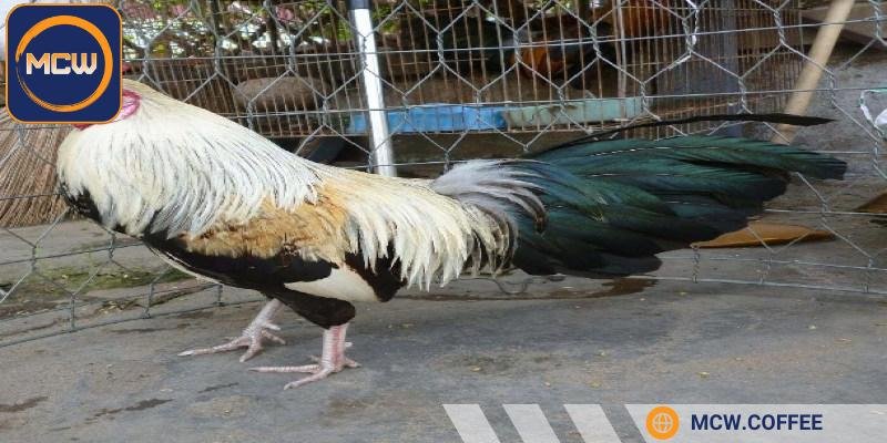 Chọn gà chuối lửa có vảy cán đẹp, không có dị tật