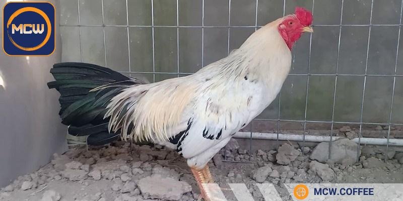 Gà chuối lửa có ngoại hình đẹp, gây ấn tượng