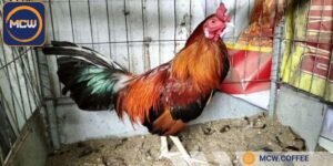 Chọn gà mắt sáng, lanh lợi, thế đứng thắng
