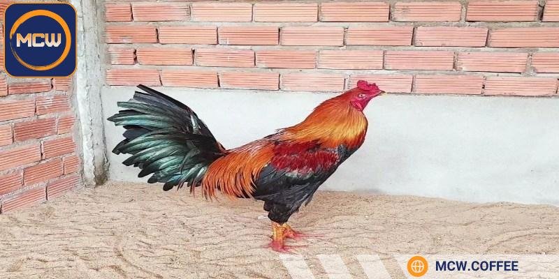 Lông mã thường có màu đỏ tía đậm hoặc cam sậm, bóng mượt