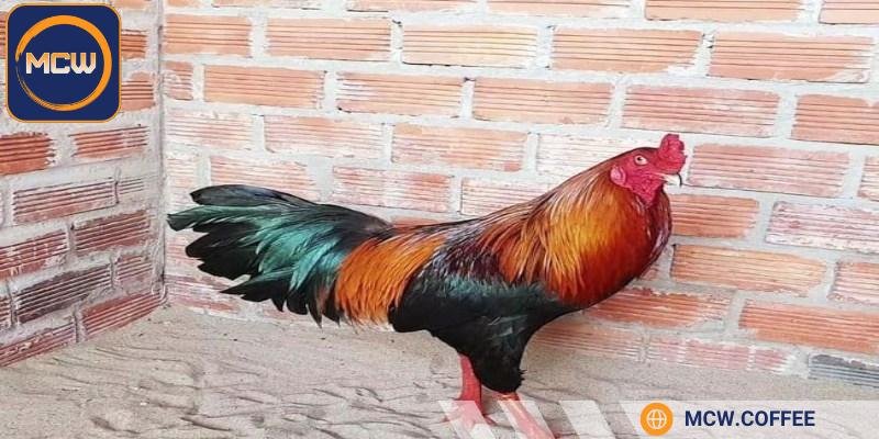 Gà điều là gì - Tìm hiểu khái niệm và nguồn gốc