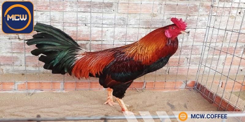 Gà điều thường được đánh giá cao về khả năng chiến đấu