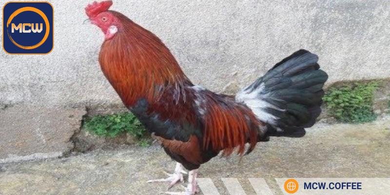 Gà điều có cơ bắp phát triển đều, giúp chúng chịu đòn tốt