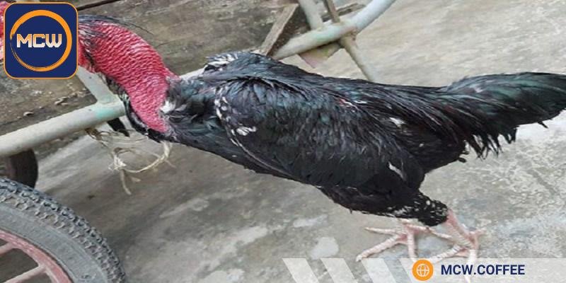 Người chơi nên có tiêu chí chọn lựa khi mua giống gà này