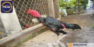 Giống này có sức bền ấn tượng, phản xạ nhanh