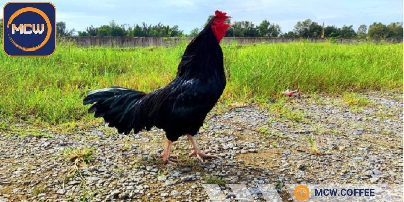 Tìm hiểu đặc điểm của gà ô chân trắng mỏ ngà