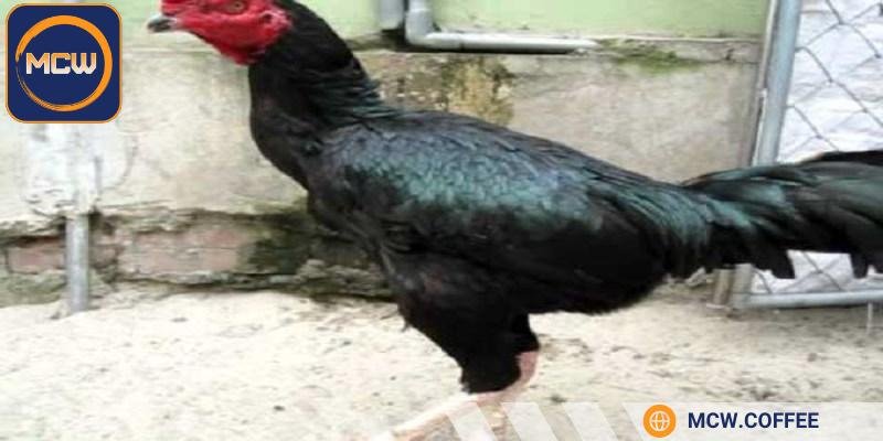Cần đảm bảo chế độ dinh dưỡng chuẩn cho gà